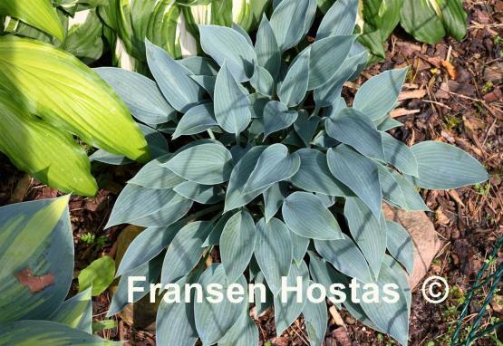 Hosta Sherborne Swift